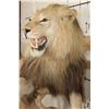 Image 6 : *TEXAS RESIDENTS ONLY* Life-sized AFRICAN LION with an XXL Mane on a Base with Wheels