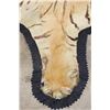 Image 11 : *TEXAS RESIDENTS ONLY* XL TIGER Rug with its Mounted Head and a Felt Bottom