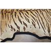 Image 16 : *TEXAS RESIDENTS ONLY* XL TIGER Rug with its Mounted Head and a Felt Bottom