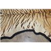 Image 17 : *TEXAS RESIDENTS ONLY* XL TIGER Rug with its Mounted Head and a Felt Bottom