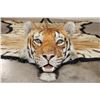 Image 1 : *TEXAS RESIDENTS ONLY* XL TIGER Rug with its Mounted Head and a Felt Bottom