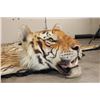 Image 3 : *TEXAS RESIDENTS ONLY* XL TIGER Rug with its Mounted Head and a Felt Bottom