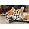 Image 4 : *TEXAS RESIDENTS ONLY* XL TIGER Rug with its Mounted Head and a Felt Bottom