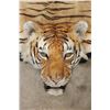 Image 5 : *TEXAS RESIDENTS ONLY* XL TIGER Rug with its Mounted Head and a Felt Bottom