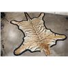Image 6 : *TEXAS RESIDENTS ONLY* XL TIGER Rug with its Mounted Head and a Felt Bottom