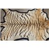 Image 7 : *TEXAS RESIDENTS ONLY* XL TIGER Rug with its Mounted Head and a Felt Bottom