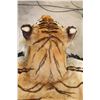 Image 8 : *TEXAS RESIDENTS ONLY* XL TIGER Rug with its Mounted Head and a Felt Bottom