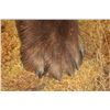 Image 10 : Massive 7' Tall Standing BROWN BEAR/GRIZZLY BEAR with over 4" Long Claws
