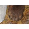 Image 11 : Massive 7' Tall Standing BROWN BEAR/GRIZZLY BEAR with over 4" Long Claws