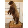 Image 14 : Massive 7' Tall Standing BROWN BEAR/GRIZZLY BEAR with over 4" Long Claws