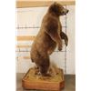 Image 15 : Massive 7' Tall Standing BROWN BEAR/GRIZZLY BEAR with over 4" Long Claws