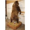 Image 16 : Massive 7' Tall Standing BROWN BEAR/GRIZZLY BEAR with over 4" Long Claws