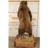 Image 17 : Massive 7' Tall Standing BROWN BEAR/GRIZZLY BEAR with over 4" Long Claws