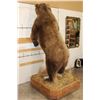 Image 18 : Massive 7' Tall Standing BROWN BEAR/GRIZZLY BEAR with over 4" Long Claws