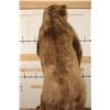 Image 19 : Massive 7' Tall Standing BROWN BEAR/GRIZZLY BEAR with over 4" Long Claws