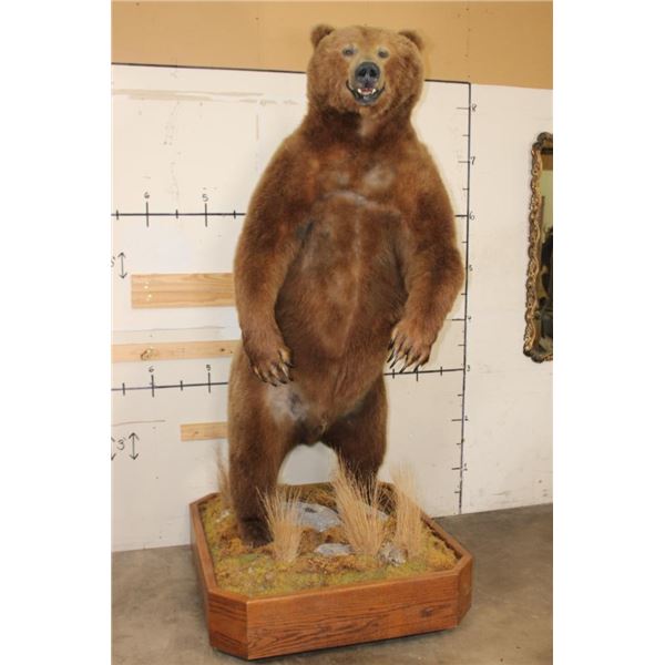 Massive 7' Tall Standing BROWN BEAR/GRIZZLY BEAR with over 4" Long Claws