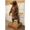 Image 3 : Massive 7' Tall Standing BROWN BEAR/GRIZZLY BEAR with over 4" Long Claws