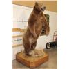 Image 4 : Massive 7' Tall Standing BROWN BEAR/GRIZZLY BEAR with over 4" Long Claws