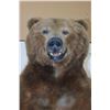 Image 5 : Massive 7' Tall Standing BROWN BEAR/GRIZZLY BEAR with over 4" Long Claws