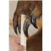 Image 7 : Massive 7' Tall Standing BROWN BEAR/GRIZZLY BEAR with over 4" Long Claws