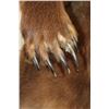 Image 8 : Massive 7' Tall Standing BROWN BEAR/GRIZZLY BEAR with over 4" Long Claws