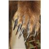 Image 9 : Massive 7' Tall Standing BROWN BEAR/GRIZZLY BEAR with over 4" Long Claws