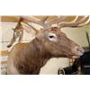 Image 10 : Life-sized MOUTAIN LION Leaping onto a Life-sized BULL ELK