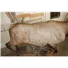 Image 18 : Life-sized MOUTAIN LION Leaping onto a Life-sized BULL ELK