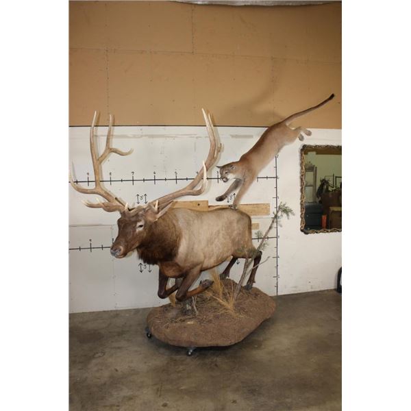 Life-sized MOUTAIN LION Leaping onto a Life-sized BULL ELK