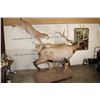 Image 20 : Life-sized MOUTAIN LION Leaping onto a Life-sized BULL ELK