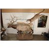 Image 2 : Life-sized MOUTAIN LION Leaping onto a Life-sized BULL ELK