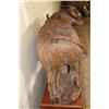 Image 12 : XXL Original Leadwood Carving of a CAPE BUFFALO by artist Robert Nzali