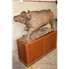 Image 16 : XXL Original Leadwood Carving of a CAPE BUFFALO by artist Robert Nzali