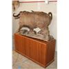 Image 20 : XXL Original Leadwood Carving of a CAPE BUFFALO by artist Robert Nzali