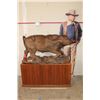 Image 2 : XXL Original Leadwood Carving of a CAPE BUFFALO by artist Robert Nzali