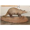 Image 10 : Very *Rarely Seen* Life-sized AARDVARK on a Simulated Rock Base with Wheels