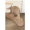 Image 15 : Very *Rarely Seen* Life-sized AARDVARK on a Simulated Rock Base with Wheels