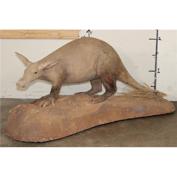 Very *Rarely Seen* Life-sized AARDVARK on a Simulated Rock Base with Wheels
