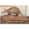 Image 2 : Very *Rarely Seen* Life-sized AARDVARK on a Simulated Rock Base with Wheels