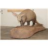 Image 4 : Very *Rarely Seen* Life-sized AARDVARK on a Simulated Rock Base with Wheels