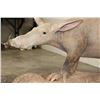 Image 6 : Very *Rarely Seen* Life-sized AARDVARK on a Simulated Rock Base with Wheels