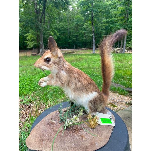 *Rarely Seen* Life-sized South AFRICAN SPRINGHARE on a Natural Base