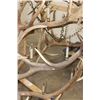 Image 10 : XXL Hand-made ELK Antler Chandelier Made from 20 Antler Sheds
