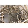 Image 11 : XXL Hand-made ELK Antler Chandelier Made from 20 Antler Sheds