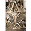 Image 12 : XXL Hand-made ELK Antler Chandelier Made from 20 Antler Sheds