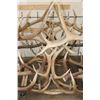 Image 13 : XXL Hand-made ELK Antler Chandelier Made from 20 Antler Sheds
