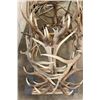 Image 14 : XXL Hand-made ELK Antler Chandelier Made from 20 Antler Sheds