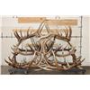 Image 1 : XXL Hand-made ELK Antler Chandelier Made from 20 Antler Sheds