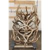 Image 4 : XXL Hand-made ELK Antler Chandelier Made from 20 Antler Sheds