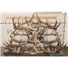 Image 5 : XXL Hand-made ELK Antler Chandelier Made from 20 Antler Sheds
